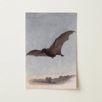 Study of a Vampire Bat - Samuel Howitt Art Print / Canvas Vintage-style Printed Illustration Brown Bat Mid-flight Rendered Detailed Vampire