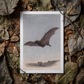 Study of a Vampire Bat - Samuel Howitt Art Print / Canvas Vintage-style Printed Illustration Bat Mid-flight Rendered Detailed Grayscale
