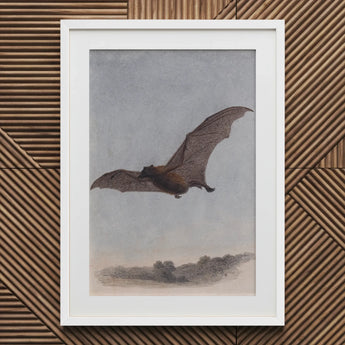 Study of a Vampire Bat - Samuel Howitt Art Print / Canvas White Framed Textured Wall, Prints