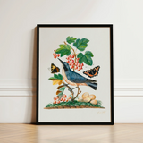 Subalpine Warbler Red Admiral Wasp Cocoon and Ants - James Bolton Art Print / Canvas Framed Botanical Illustration Blue Bird Perched