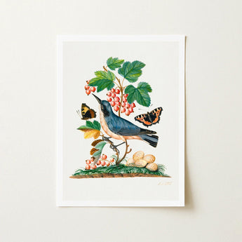 Subalpine Warbler Red Admiral Wasp Cocoon and Ants - James Bolton Art Print / Canvas Framed Botanical Illustration Blue Bird Perched