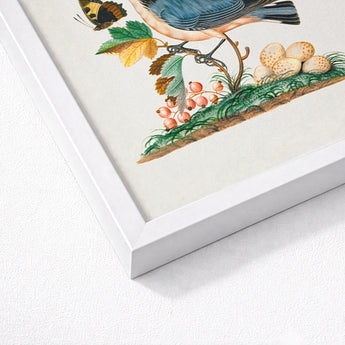 Subalpine Warbler Red Admiral Wasp Cocoon and Ants - James Bolton Art Print / Canvas White Framed Botanical Illustration Blue Bird Black
