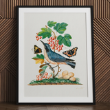 Subalpine Warbler Red Admiral Wasp Cocoon and Ants - James Bolton kunstprint / Canvas, 24x32’’ / 61x81cm / Zwart frame / Passe-partout, posters