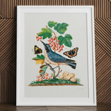 Subalpine Warbler Red Admiral Wasp Cocoon and Ants - James Bolton kunstprint / Canvas, 24x32’’ / 61x81cm / Wit frame / Passe-partout, posters