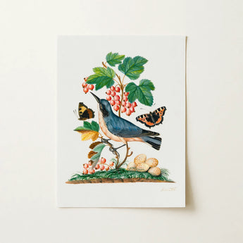 Subalpine Warbler Red Admiral Wasp Cocoon and Ants - James Bolton Art Print / Canvas, 12x16’’ / 31x41cm / Unframed / no Border, Posters