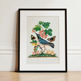 Subalpine Warbler Red Admiral Wasp Cocoon and Ants - James Bolton Art Print / Canvas, 12x16’’ / 31x41cm / Black Frame / Matboard, Posters