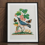 Subalpine Warbler Red Admiral Wasp Cocoon and Ants - James Bolton Art Print / Canvas Framed Botanical Illustration Blue Bird Perched
