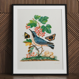 Subalpine Warbler Red Admiral Wasp Cocoon and Ants - James Bolton Art Print / Canvas Framed Botanical Illustration Blue Bird Perched Branch