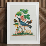 Subalpine Warbler Red Admiral Wasp Cocoon and Ants - James Bolton Art Print / Canvas Framed Botanical Illustration Blue Bird Perched