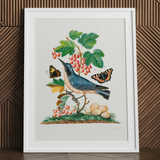 Subalpine Warbler Red Admiral Wasp Cocoon and Ants - James Bolton Art Print / Canvas Framed Botanical Illustration Blue Bird Perched Branch