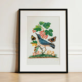 Subalpine Warbler Red Admiral Wasp Cocoon and Ants - James Bolton Art Print / Canvas Framed Botanical Illustration Blue Bird Perched