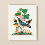 Subalpine Warbler Red Admiral Wasp Cocoon and Ants - James Bolton Art Print / Canvas Framed Botanical Illustration Blue Bird Perched