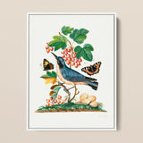 Subalpine Warbler Red Admiral Wasp Cocoon and Ants - James Bolton Art Print / Canvas Framed Botanical Illustration Blue White Bird Perched