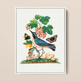 Subalpine Warbler Red Admiral Wasp Cocoon and Ants - James Bolton Art Print / Canvas Framed Botanical Illustration Blue White Bird Perched