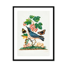 Subalpine Warbler Red Admiral Wasp Cocoon and Ants - James Bolton Art Print, Framed Botanical Illustration Blue Bird Perched Among Red
