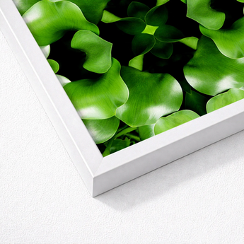 White-framed Artwork Close-up Vibrant Green Water Lily Leaves Botanical Op Art, Verdant Vortex, Mind-bending