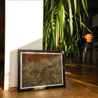 Thistles - John Singer Sargent En Plein Air Art Print / Canvas Framed Black White Photograph Delicate Wildflowers Grasses John Singer