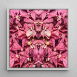 Tickled Pink - Fuchsia-Orchideen-Op-Art-Print / Leinwand, 12x12’’ / 31x31cm / Weißer Rahmen, Poster, Drucke & visuelle Kunstwerke, Toby Leon