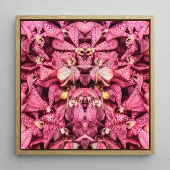 Tickled Pink - Fuschia Orchid Op Art Print / Canvas Square-framed Artwork Symmetrical Kaleidoscopic Pattern Vibrant Orchids, Sensory