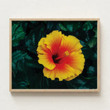 Vibrant Yellow Red Hibiscus Flower Photograph Light Wood Tropicanarama Art Print, Tropical