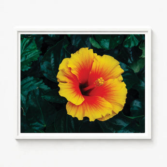 Vibrant Yellow Red Hibiscus Flower Printed Framed Wall Tropicanarama Art Print, Tropical