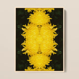 Tweedledee - Golden Chrysanthemum Op Art Print / Canvas, 12x16’’ / 31x41cm / Natural Frame, Posters Prints & Visual Artwork, Toby Leon