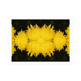 Tweedledee - Golden Chrysanthemum Op Art Print / Canvas Bright Yellow Chrysanthemum Flowers Arranged Symmetrical Pattern Floral