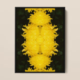 Tweedledee - Golden Chrysanthemum Op Art Print / Canvas Framed Artwork Symmetrical Vibrant Yellow Pattern Dark Floral Photography,