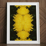Tweedledee - Golden Chrysanthemum Op Art Print / Canvas Framed Artwork Symmetrical Vibrant Yellow Pattern Dark Floral Photography,