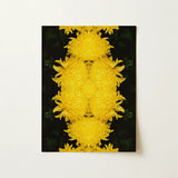 Tweedledee - Golden Chrysanthemum Op Art Print / Canvas Vibrant Yellow Chrysanthemum Flowers Arranged Symmetrical Mirrored Pattern Floral