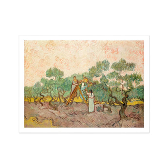 Women Picking Olives - Vincent Van Gogh Art Print, Painting Olive Tree Harvesters Orchard