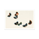 Woodblock Butterflies - Kamisaka Sekka Art Print / Canvas Butterflies Black Blue Orange Patterns Kamisaka Sekka, Sekka’s Woodblock