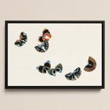 Woodblock Butterflies - Kamisaka Sekka Art Print / Canvas Framed Artwork Five Colorful Stylized Black Wings, Sekka’s, Meiji Prints