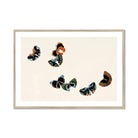 Woodblock Butterflies - Kamisaka Sekka Art Print, Framed Artwork Colorful Butterflies Flight