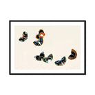 Woodblock Butterflies - Kamisaka Sekka Art Print, Framed Artwork Delicate Butterflies Black Blue Orange Tones