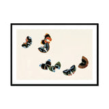 Woodblock Butterflies - Kamisaka Sekka Art Print, Framed Artwork Delicate Butterflies Black Blue Orange Tones