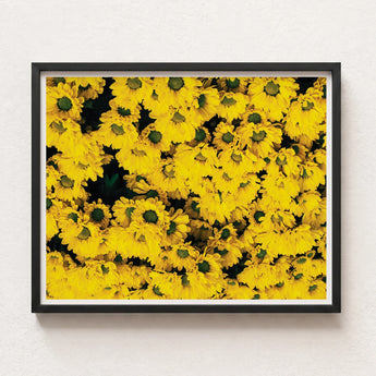 Framed Print Dense Vibrant Yellow Floral Pattern Dark Chrysanthemum-filled Art, Chrysanthemum Photography, Brick Road