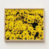 Framed Print Dense Field Bright Yellow Chrysanthemums Dark Chrysanthemum-filled Art, Chrysanthemum Photography, Brick Road