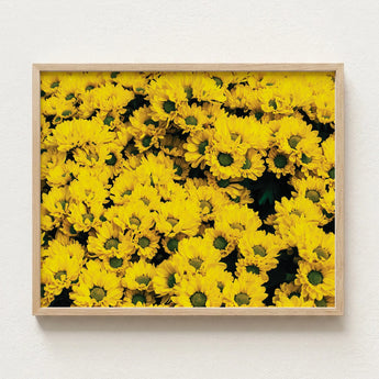 Framed Print Dense Field Bright Yellow Chrysanthemums Dark Chrysanthemum-filled Art, Chrysanthemum Photography, Brick Road