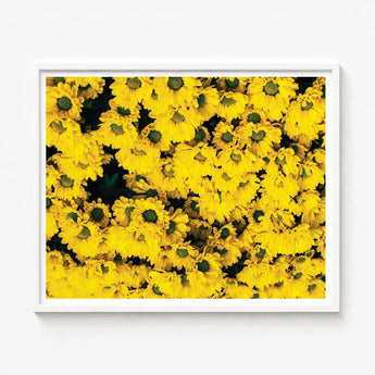 Vibrant Yellow Floral Print Framed Sleek White Frame Chrysanthemum-filled Art, Chrysanthemum Photography, Brick Road