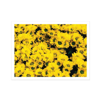Yellow Brick Road - Vietnam Flower Bed Art Print / Canvas, Chrysanthemum-filled Art Print, Chrysanthemum Photography Art, Yellow Brick Road