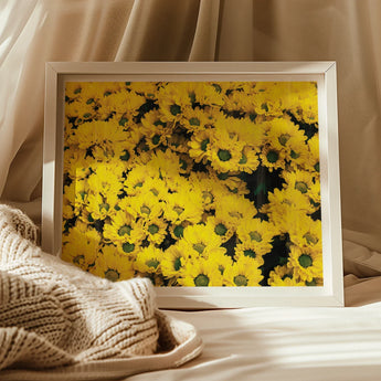 Yellow Brick Road - Vietnam Flower Bed Art Print / Canvas Framed Photograph Bright Sunflowers Bloom Chrysanthemum-filled, Chrysanthemum