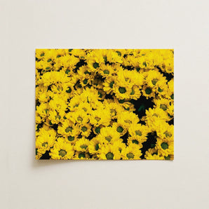 Yellow Brick Road - Vietnam Flower Bed Art Print / Canvas Vibrant Chrysanthemum Floral Wall Chrysanthemum-filled, Photography, Prints