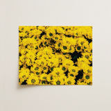 Yellow Brick Road - Vietnam Flower Bed Art Print / Canvas Vibrant Chrysanthemum Floral Wall Chrysanthemum-filled, Photography, Prints