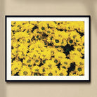 Yellow Brick Road - Vietnam Flower Bed Art Print, Framed Photograph Vibrant Yellow Chrysanthemums Bloom
