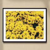 Yellow Brick Road - Vietnam Flower Bed Art Print, Framed Photograph Vibrant Yellow Chrysanthemums Bloom