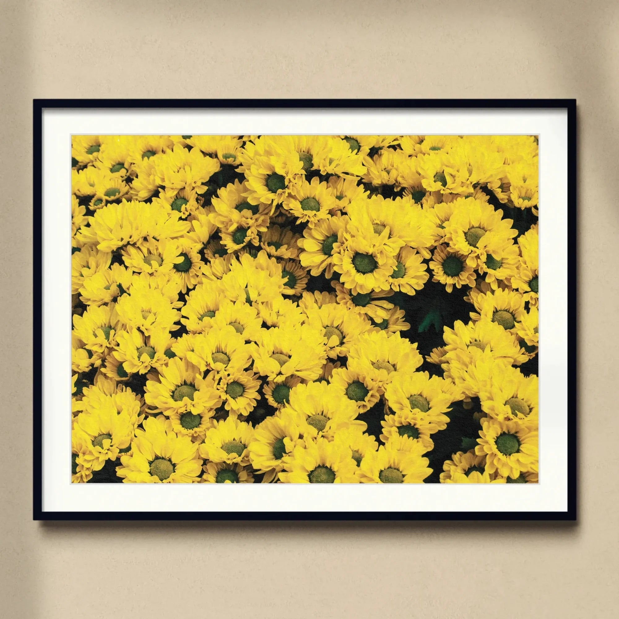Yellow Brick Road - Vietnam Flower Bed Art Print, Framed Photograph Vibrant Yellow Chrysanthemums Bloom