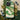 The Yellow River - Fukuda Bisen Phone Case Bisen’s Imagined Currents, Iphone, Mountain Clefts