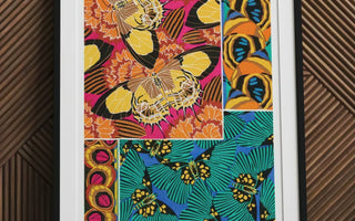 Framed butterfly collage showcasing eugène séguy inspired art nouveau style from diptères du globe collection
