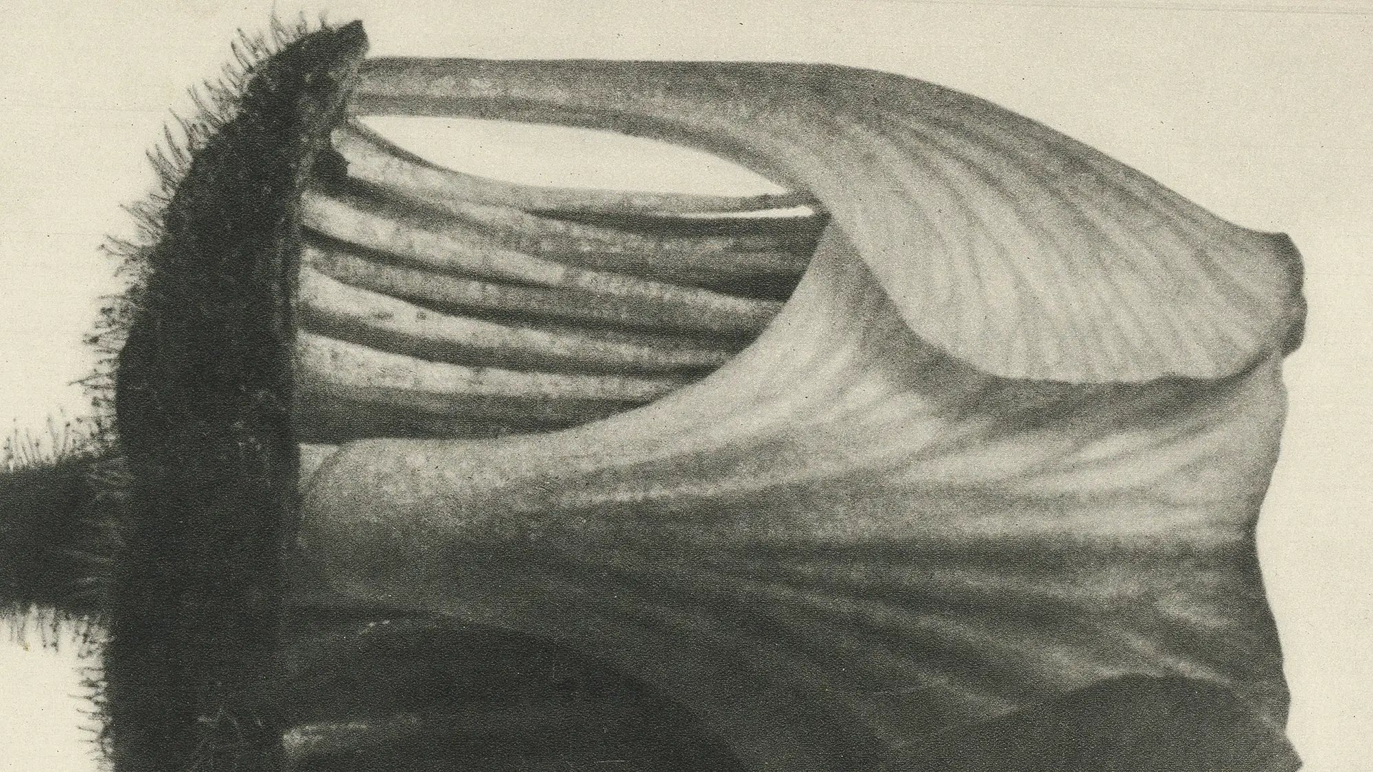 Karl Blossfeldt: Master of Modern Botanical Photography